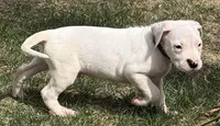 Amigo, a male Dogo Argentino for sale in Longmont, CO – Photo 3 of 8