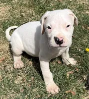 Amigo, a male Dogo Argentino for sale in Longmont, CO – Photo 8 of 8