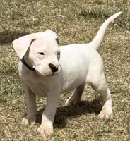 Amigo, a male Dogo Argentino for sale in Longmont, CO – Photo 4 of 8