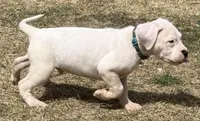 Amigo, a male Dogo Argentino for sale in Longmont, CO – Photo 7 of 8