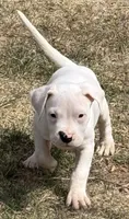 Amigo, a male Dogo Argentino for sale in Longmont, CO – Photo 2 of 8