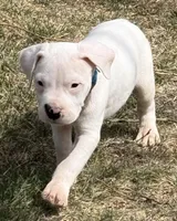Amigo, a male Dogo Argentino for sale in Longmont, CO – Photo 1 of 8