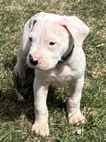 Amigo, a male Dogo Argentino for sale in Longmont, CO – Photo 6 of 8