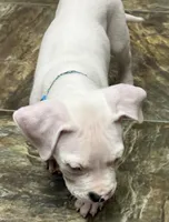 Amigo, a male Dogo Argentino for sale in Longmont, CO – Photo 5 of 8