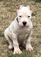 Aztec, a male Dogo Argentino for sale in Longmont, CO – Photo 1 of 9