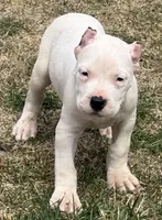 Aztec, a male Dogo Argentino for sale in Longmont, CO – Photo 6 of 9