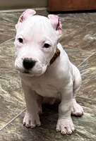 Aztec, a male Dogo Argentino for sale in Longmont, CO – Photo 9 of 9