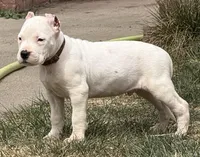 Aztec, a male Dogo Argentino for sale in Longmont, CO – Photo 5 of 9
