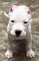 Aztec, a male Dogo Argentino for sale in Longmont, CO – Photo 7 of 9