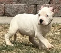Aztec, a male Dogo Argentino for sale in Longmont, CO – Photo 2 of 9