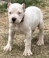 Aztec, a male Dogo Argentino for sale in Longmont, CO – Photo 3 of 9