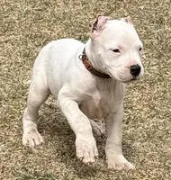 Aztec, a male Dogo Argentino for sale in Longmont, CO – Photo 4 of 9