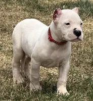 Atlas, a male Dogo Argentino for sale in Longmont, CO – Photo 5 of 7