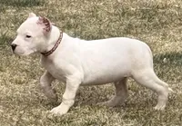 Atlas, a male Dogo Argentino for sale in Longmont, CO – Photo 3 of 7