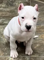 Atlas, a male Dogo Argentino for sale in Longmont, CO – Photo 6 of 7