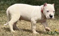 Atlas, a male Dogo Argentino for sale in Longmont, CO – Photo 7 of 7