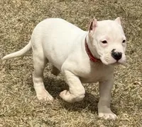 Atlas, a male Dogo Argentino for sale in Longmont, CO – Photo 2 of 7