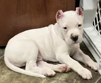 Atlas, a male Dogo Argentino for sale in Longmont, CO – Photo 1 of 7
