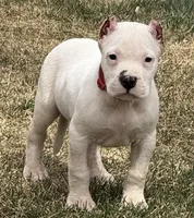 Atlas, a male Dogo Argentino for sale in Longmont, CO – Photo 4 of 7