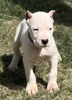Arwen, a female Dogo Argentino for sale in Longmont, CO – Photo 5 of 10