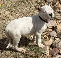 Arwen, a female Dogo Argentino for sale in Longmont, CO – Photo 2 of 10