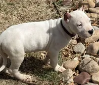 Arwen, a female Dogo Argentino for sale in Longmont, CO – Photo 10 of 10