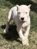 Arwen, a female Dogo Argentino for sale in Longmont, CO – Photo 7 of 10