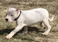 Arwen, a female Dogo Argentino for sale in Longmont, CO – Photo 3 of 10