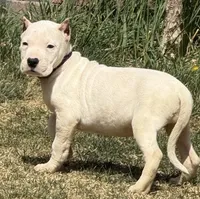 Arwen, a female Dogo Argentino for sale in Longmont, CO – Photo 8 of 10