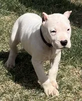 Arwen, a female Dogo Argentino for sale in Longmont, CO – Photo 9 of 10