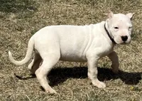 Arwen, a female Dogo Argentino for sale in Longmont, CO – Photo 1 of 10