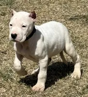 Arwen, a female Dogo Argentino for sale in Longmont, CO – Photo 6 of 10