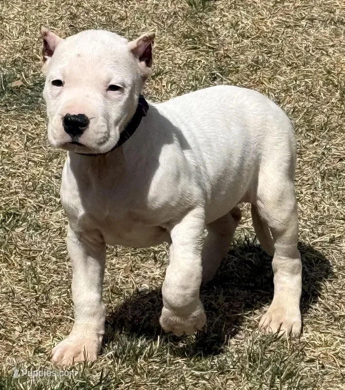 Arwen – Dogo Argentino puppy for sale in Longmont, CO