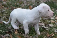 Meatball, a male Dogo Argentino for sale in Longmont, CO – Photo 9 of 9