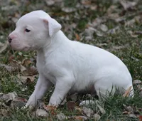 Meatball, a male Dogo Argentino for sale in Longmont, CO – Photo 8 of 9