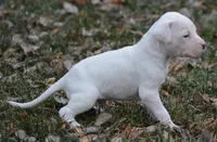Meatball, a male Dogo Argentino for sale in Longmont, CO – Photo 5 of 9