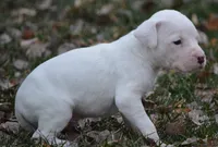 Meatball, a male Dogo Argentino for sale in Longmont, CO – Photo 3 of 9