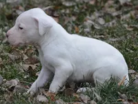 Meatball, a male Dogo Argentino for sale in Longmont, CO – Photo 6 of 9