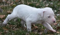 Meatball, a male Dogo Argentino for sale in Longmont, CO – Photo 4 of 9