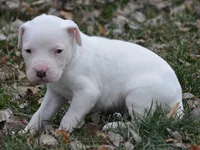 Meatball, a male Dogo Argentino for sale in Longmont, CO – Photo 7 of 9