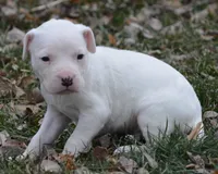 Meatball, a male Dogo Argentino for sale in Longmont, CO – Photo 1 of 9