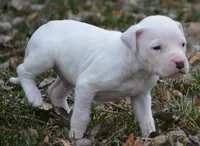 Meatball, a male Dogo Argentino for sale in Longmont, CO – Photo 2 of 9