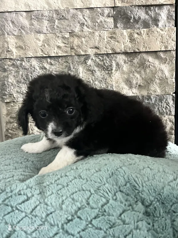 Prim – Poodle - Toy , Miniature Aussiedoodle puppy for sale in Harrodsburg, KY