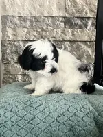 Bear , a male Miniature Aussiedoodle for sale in Harrodsburg, KY – 2 of 2