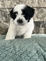 Bear , a male Miniature Aussiedoodle for sale in Harrodsburg, KY – 1 of 2