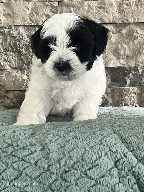 Bear  – Poodle - Toy , Miniature Aussiedoodle puppy for sale in Harrodsburg, KY
