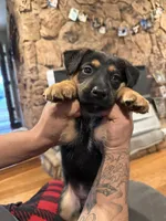 Marshall, a male German Shepherd Dog for sale in Ceres, CA – 3 of 5