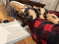 Marshall, a male German Shepherd Dog for sale in Ceres, CA – 4 of 5