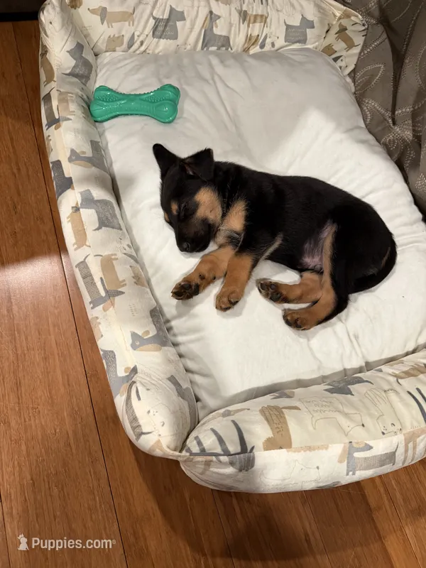 Marshall – German Shepherd Dog puppy for sale in Ceres, CA