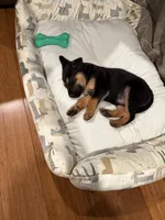 Marshall, a male German Shepherd Dog for sale in Ceres, CA – 1 of 5